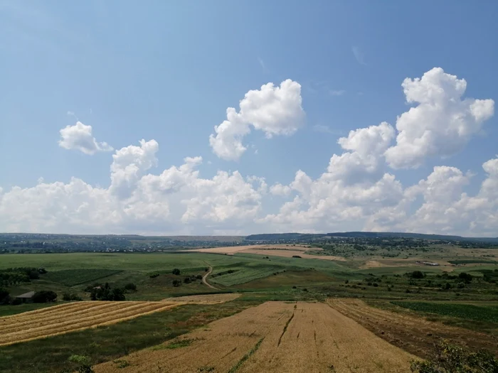 Grâul roşu de Botoşani ar putea fi cultivat din nou pe câmpurile judeţului FOTO Cosmin Zamfirache