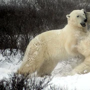 ursi polari foto pixabay jpg