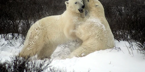 ursi polari foto pixabay jpg