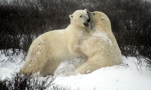 ursi polari foto pixabay jpg