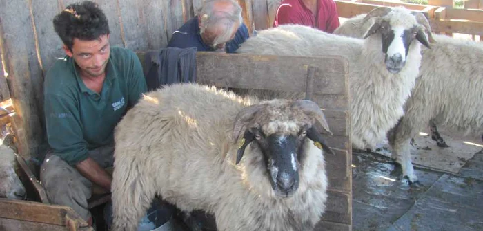 Fermierii ar putea returna subvenţiile primite. Foto Arhivă