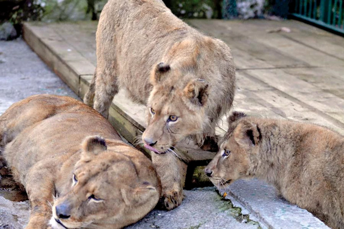 Leul Symba şi familia sa sunt acum găzduiţi de Zoo Bucov