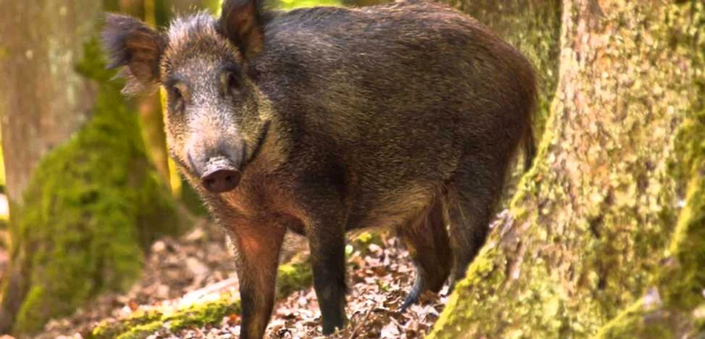Un porc mistreţ radioactiv a fost vânat în nordul ţării. FOTO www.zenivers.ro