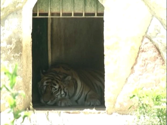 Animalele de la Zoo au parte de tratament special în perioadă de caniculă