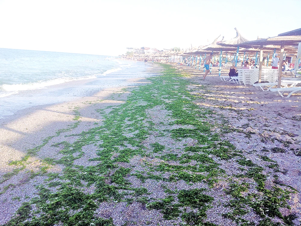 La Vama Veche, plaja cu alge poate fi ușor confundată cu peluzele cu gazon