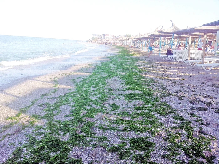 La Vama Veche, plaja cu alge poate fi ușor confundată cu peluzele cu gazon