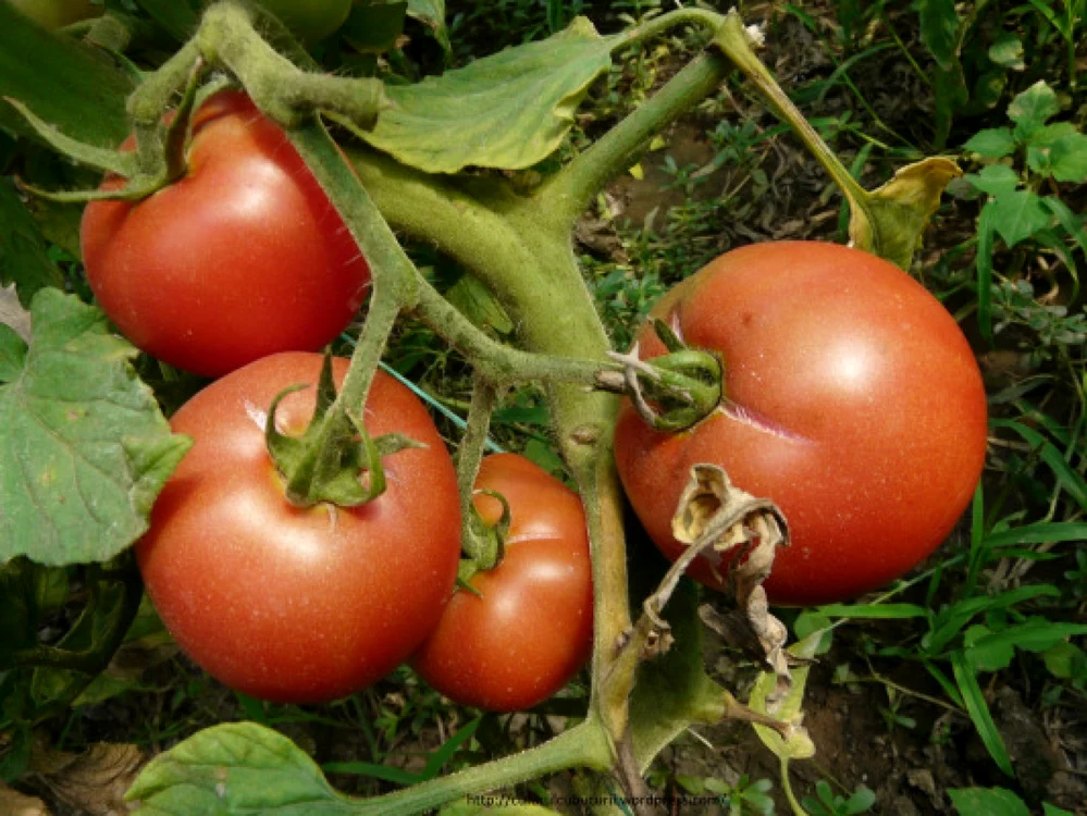 Idei de afaceri 2016. Plantaţia de roşii