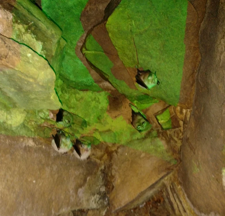 buzaupesteratatarilorgauracolti