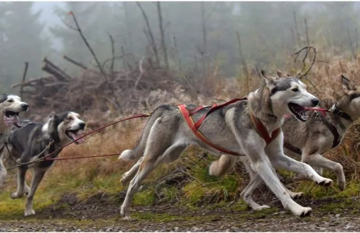 atelaje canine bistrita 3