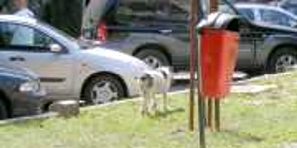 Un singur câine la ecarisaj şi 200 pe străzi
