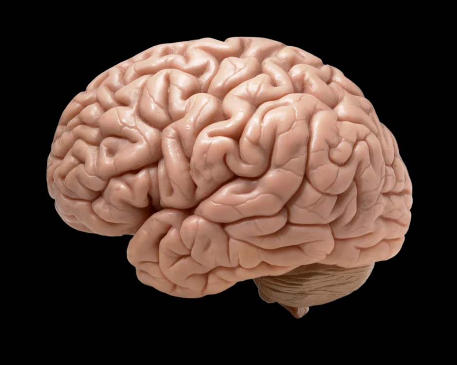 creier uman Shutterstock jpeg