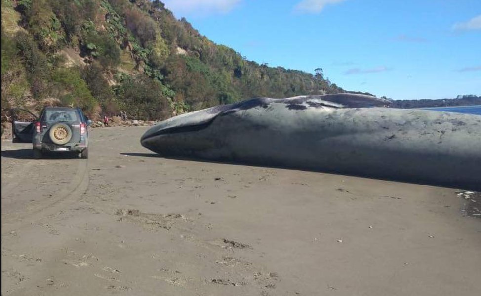 O balenă albastră, mamifer considerat cel mai mare animal de pe Terra, a eşuat pe o plajă din Chile FOTO