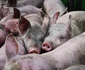 Rușii au ucis 13.000 de porci într-un atac cu dronă FOTO: X