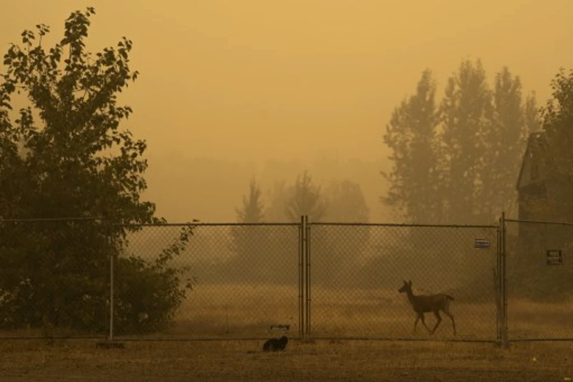 
    Incendiile din Oregon au făcut prăpăd în urma lorFoto: AFP  