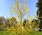 IMG 3385 jpeg