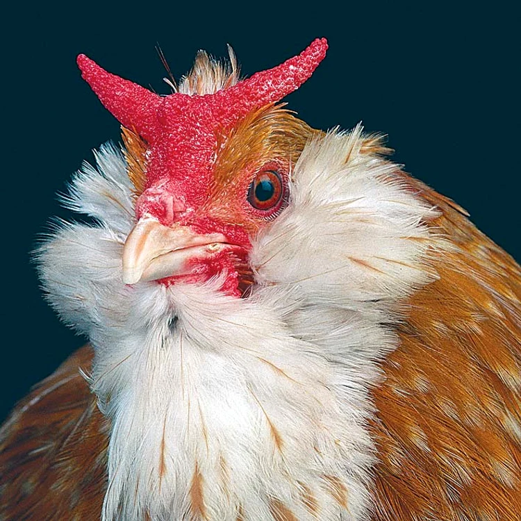"Creasta punk se asortează bine cu guşa înfoiată!"
