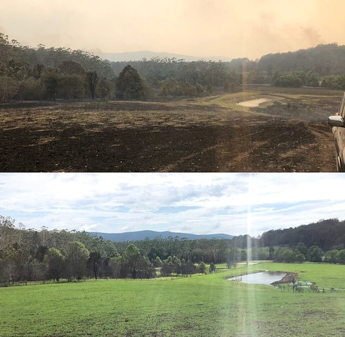 Aşa arătau terenurile pârjolie, care după ploi torenţiale au înverzit