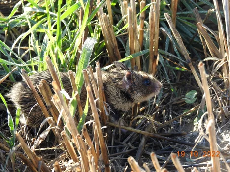 Hamster românesc sau dobrogean Foto Facebook | INCDDD