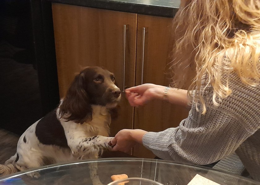 Povestea incredibilă a lui Merlin, un springer spaniel englez, arată cât de puțin știu oamenii despre câini