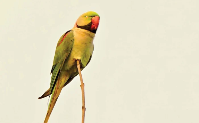 
    Papagalul Marele Alexandru, mai timid decât vărul său mai mic, impresionează prin vocabularul bogat şi coloratFoto: Helen Beatrice  