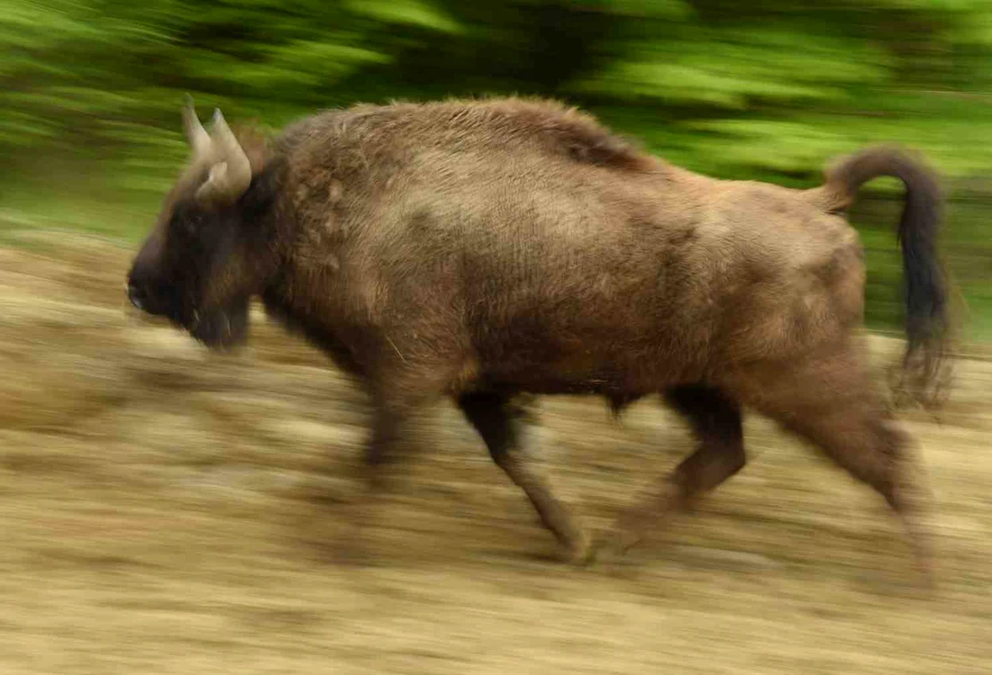 Zimbrul, un animal puternic şi rapid, dar în pericol de dispariţie. Vineri se face primul pas pentru repopularea munţilor noştri