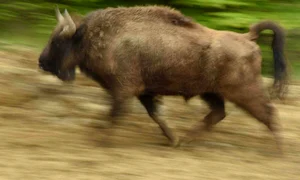 Zimbrul, un animal puternic şi rapid, dar în pericol de dispariţie  Vineri se face primul pas pentru repopularea munţilor noştri jpeg