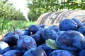 prune jpeg