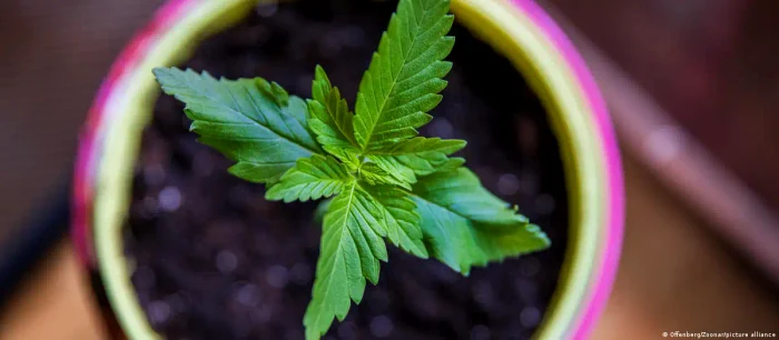 Cluburile pot distribui maximum 25 de grame de canabis pe zi