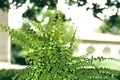 nephrolepis exaltata jpeg