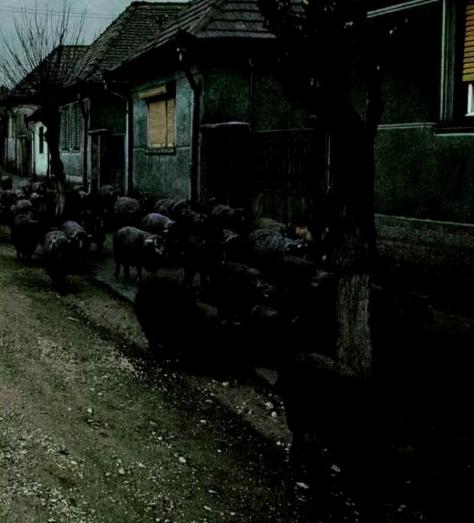 Pe ulițele din Copșa Mică în 1991, Foto: National Geographic.