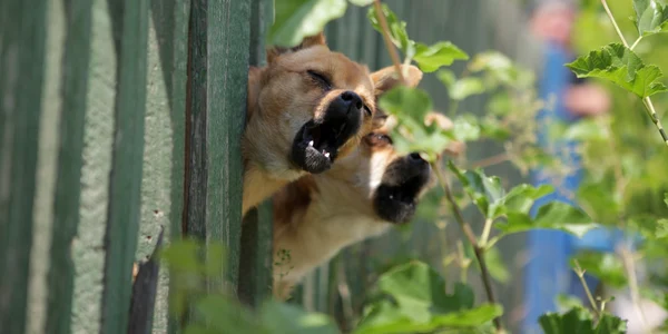 Feţita a fost muşcată de un câine agresiv