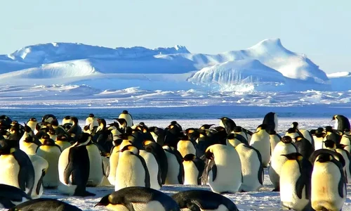 Antarctica jpeg