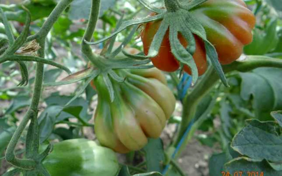 tomate