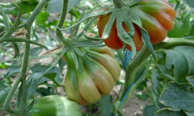 tomate