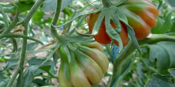 tomate