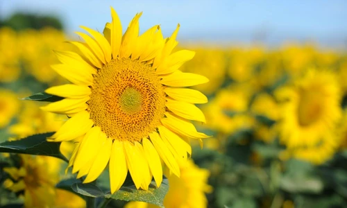 1 70391 original jpg jpeg