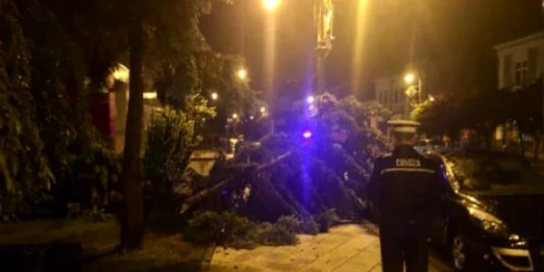 turda arbori frrtuna. foto turdanews