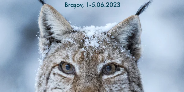  LYNX FF, ediția 1   AFIȘ jpeg