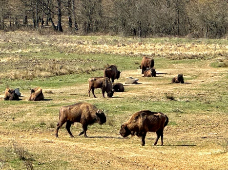 „Țarcul de joacă” al zimbrilor de la „Neagra” - Bucșani. FOTO Daniel Dumbravă