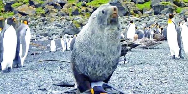 foca si pinguin
