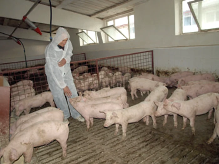 Hunedoara: Fermierul care sparge criza cu 1.400 de porci