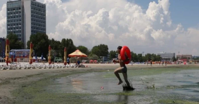 Constanta: 1.000 tone de alge au fost strânse de pe litoral