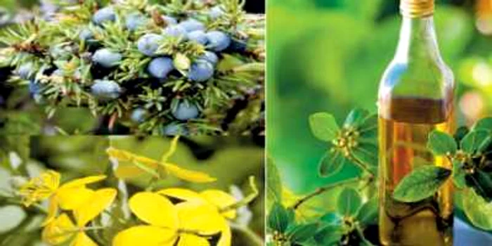 Decoctul din frunze de lăptucă, preparat din 75 g de plantă la un litru de apă, are efecte calmante în litiaza biliară.