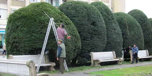 Horticultură