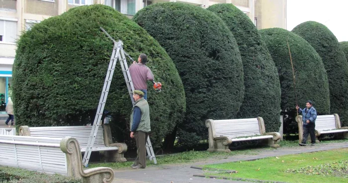 Se caută muncitori în horticultură şi grădinărit FOTO Adevărul