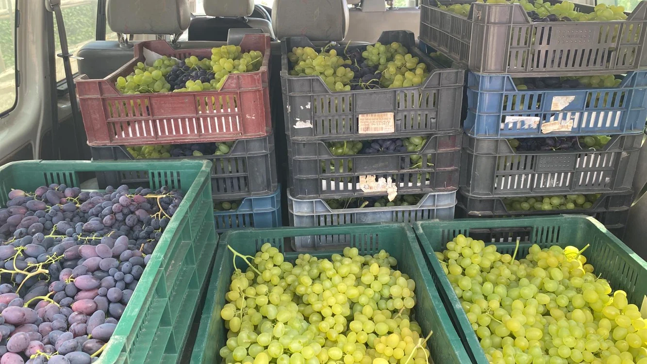 Program distinct pentru finanțarea fermelor care produc struguri de masă FOTO. Ion Păunel