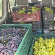 struguri de solar din scarisoara olt   foto ion paunel (28) jpeg