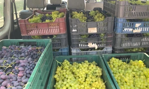 struguri de solar din scarisoara olt   foto ion paunel (28) jpeg