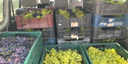 struguri de solar din scarisoara olt   foto ion paunel (28) jpeg