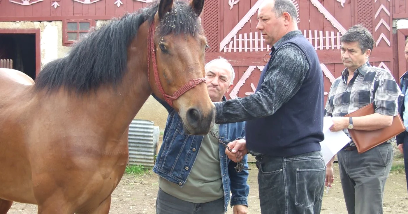 50 de sătmăreni refuză să îşi predea caii bolnavi de anemie infecţioasă